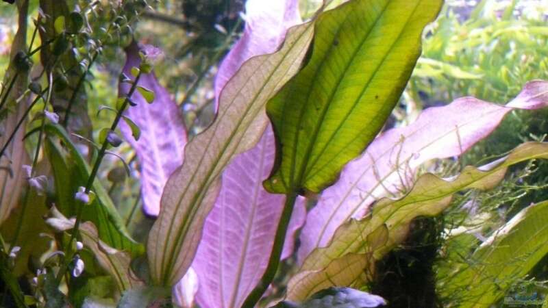 Echinodorus Rosé von Bunter Fisch (10)