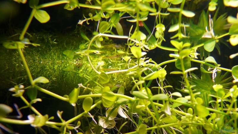 Lindernia rotundifolia von Bunter Fisch (7)