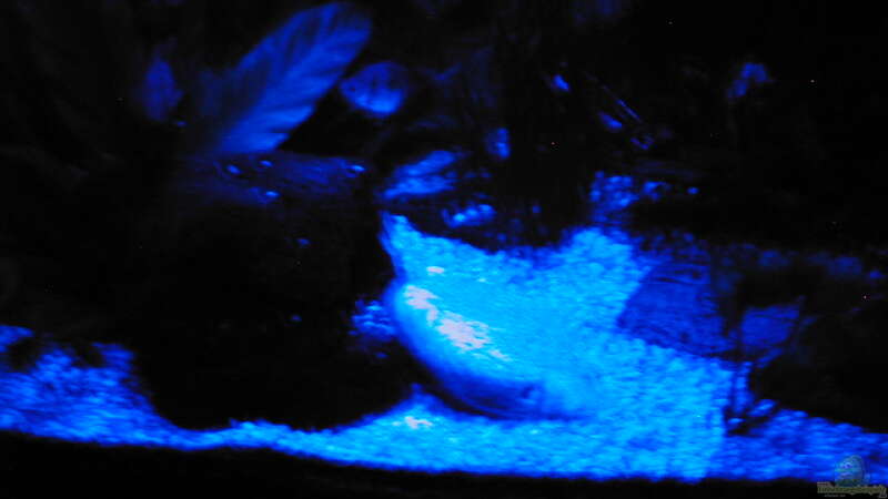 Blue-Star Aquarium Mondlicht von Ulrich Rothärmel (9)