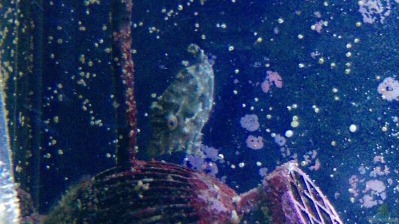 Acreichthys tomentosus im Aquarium halten (Einrichtungsbeispiele für Tang-Feilenfisch)  - Acreichthys-tomentosusaquarium