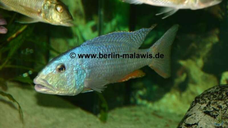 Aristochromis Christyi - Bock von *www.berlin-malawis.de* (4)