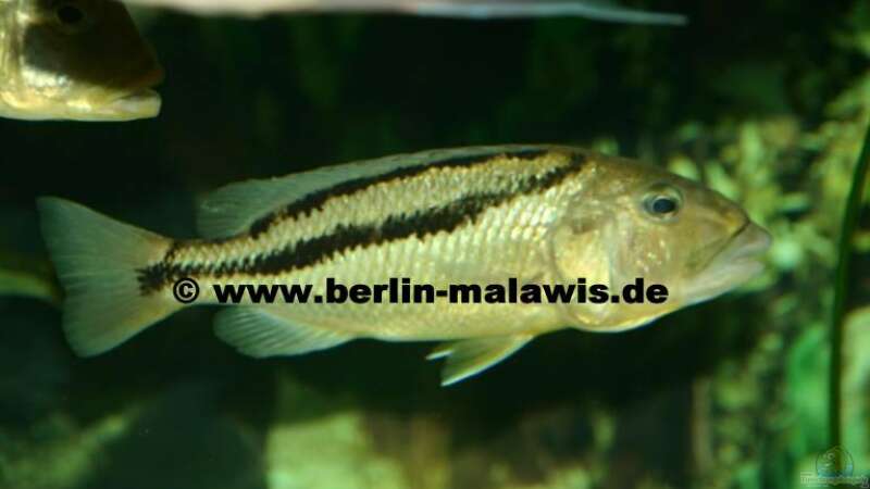 Aristochromis Christyi - Weib von *www.berlin-malawis.de* (3)