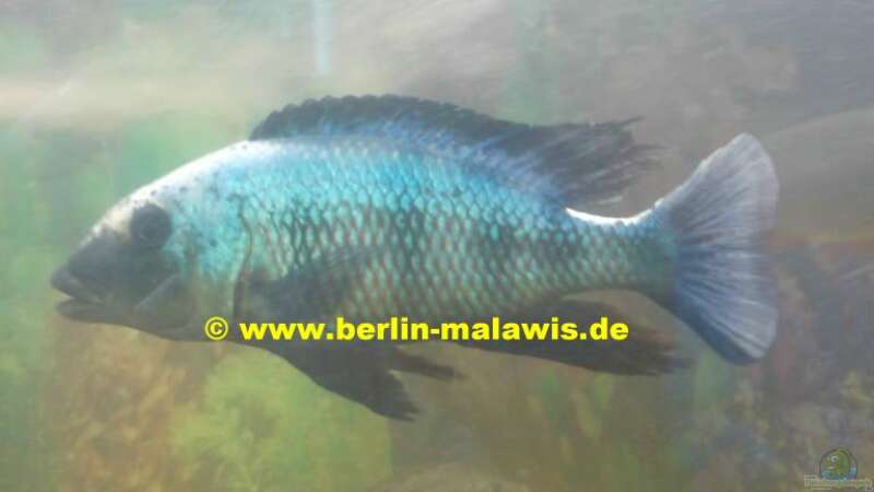 Fossorochromis Rostratus - Bock von *www.berlin-malawis.de* (9)