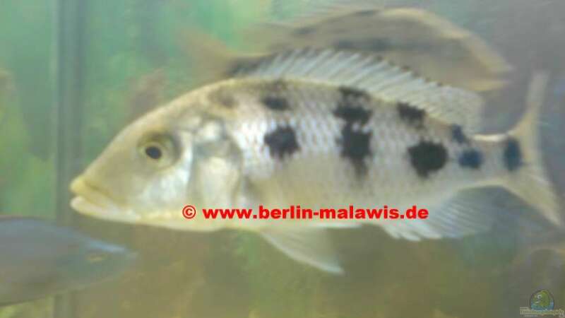 Fossorochromis Rostratus - Weib von *www.berlin-malawis.de* (10)