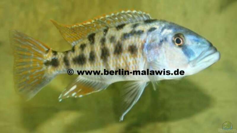 Tyrannochromis Nigriventer WF - Bock von *www.berlin-malawis.de* (7)