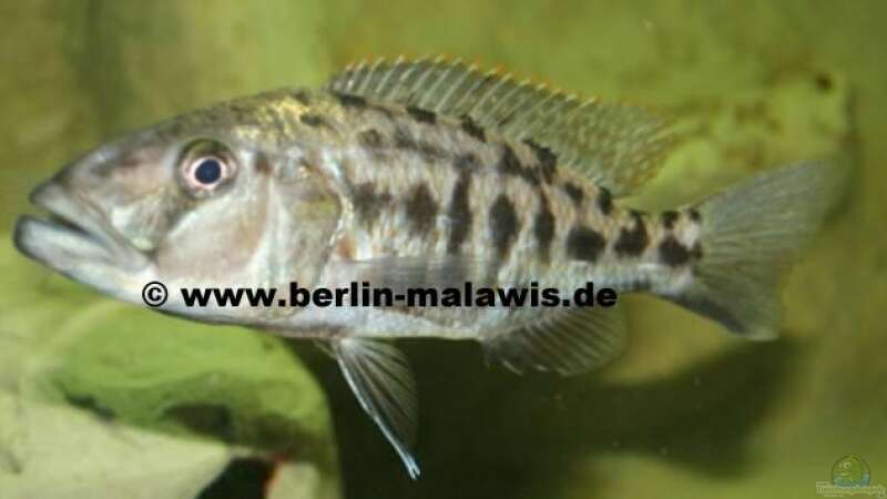 Tyrannochromis Nigriventer WF - Weib von *www.berlin-malawis.de* (8)