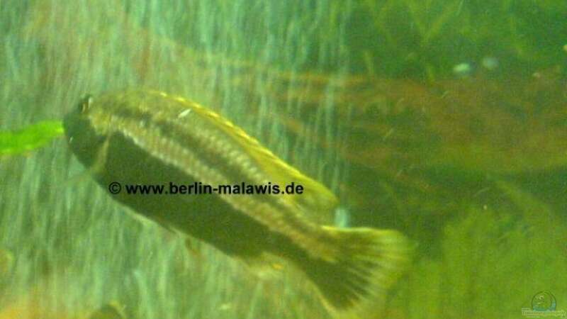 Melanochromis Auratus - Bock von *www.berlin-malawis.de* (4)