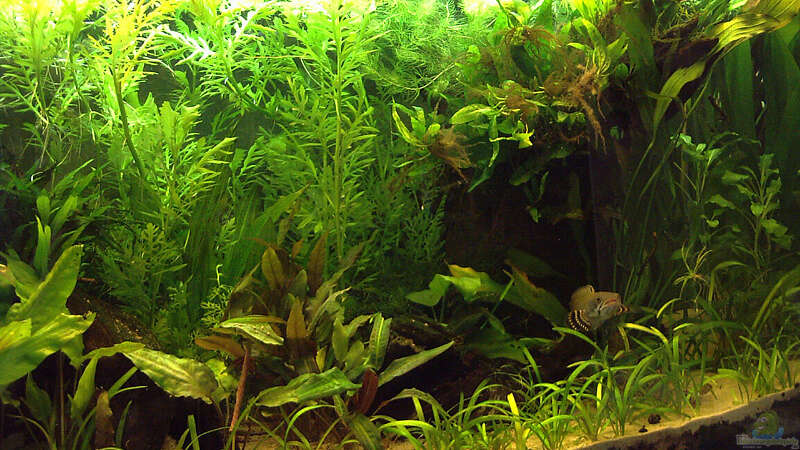 Pflanzen im Aquarium Channa-fever C. pulchra von Mario74 (14)