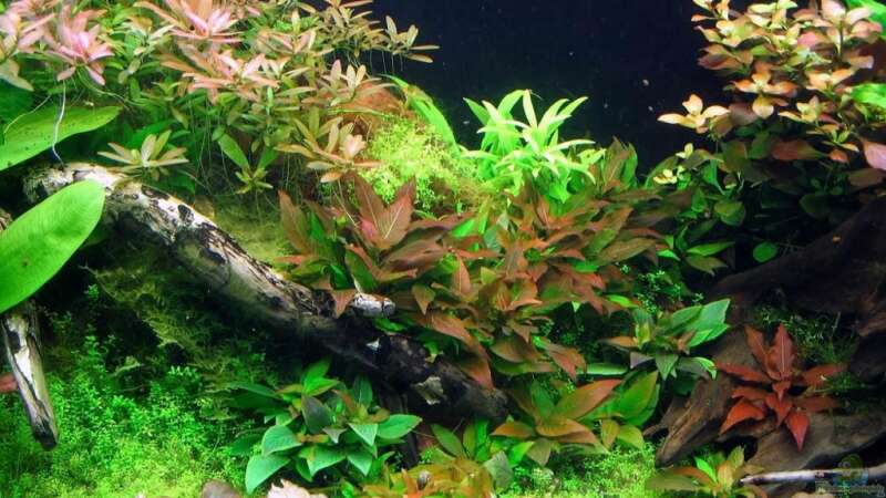Pflanzen im Aquarium 340l Asiatische Zwerge (Existiert nicht mehr!) von -serok- (9)
