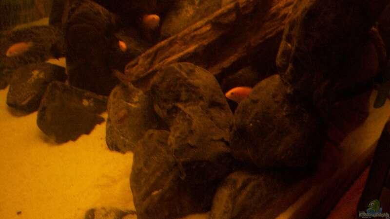 Besatz im Aquarium Malawi-Marmor von BRANDNEW (17)