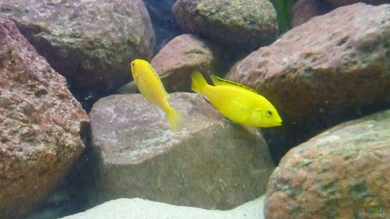 Besatz im Aquarium Becken 14549 von Yellow Man (18)