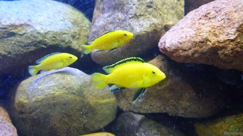 Besatz im Aquarium Becken 14549 von Yellow Man (25)