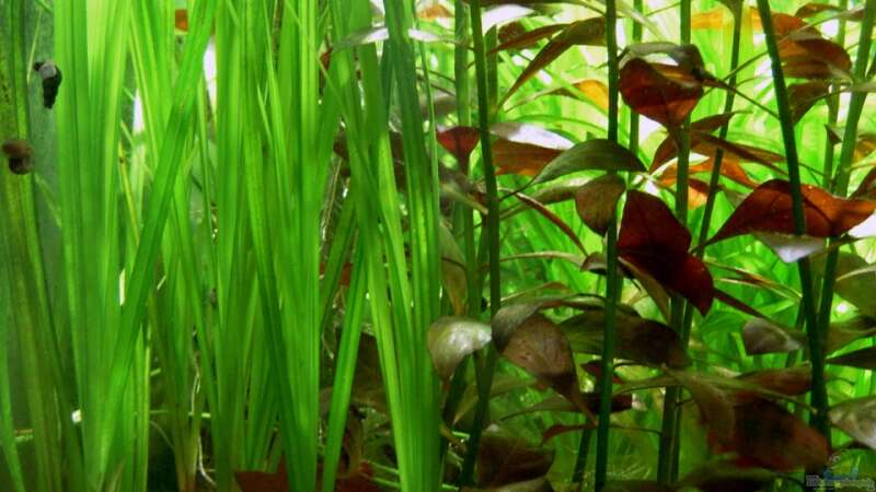 Pflanzen im Aquarium Das Kleinere von Plankton (9)