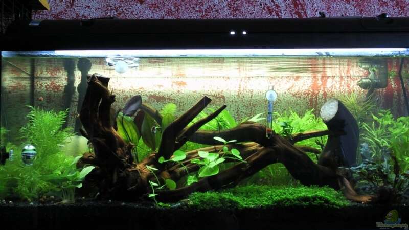 Aquarium Hauptansicht von Becken Garnelen 1 von crayfish79 (1)