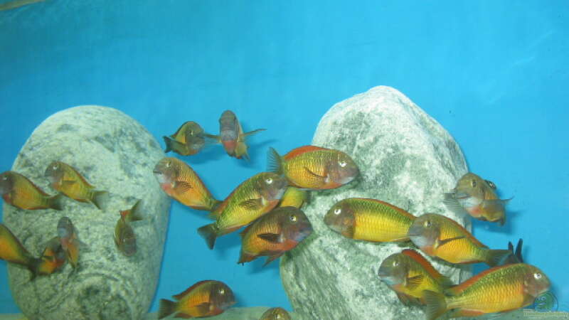 Aquarium Becken 14613 von Kasanga (2)