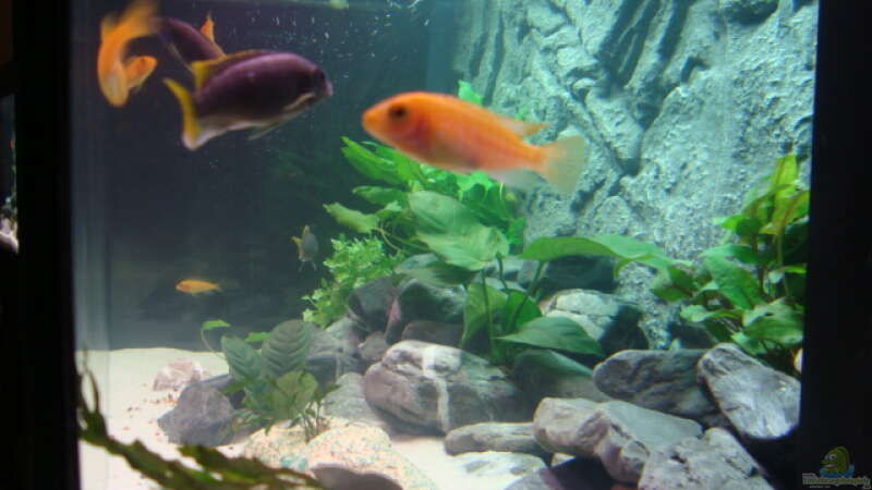 Aquarium Juwell Rio 180 von Malawibilly (5)
