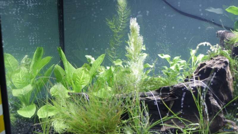 Pflanzen im Aquarium Garnelen, Fische und Krebse von havok4615 (4)