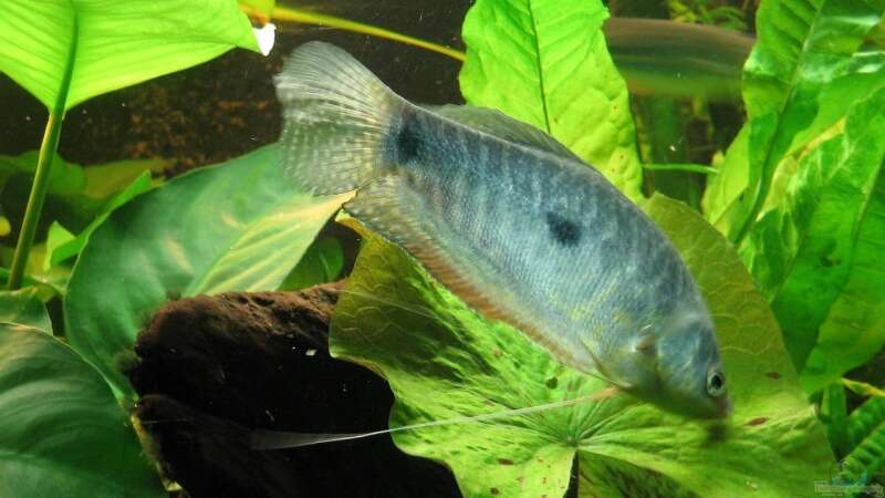 Blauer Fadenfisch von Danne86 (12)