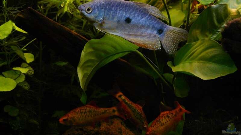 blauer Fadenfisch von Danne86 (18)
