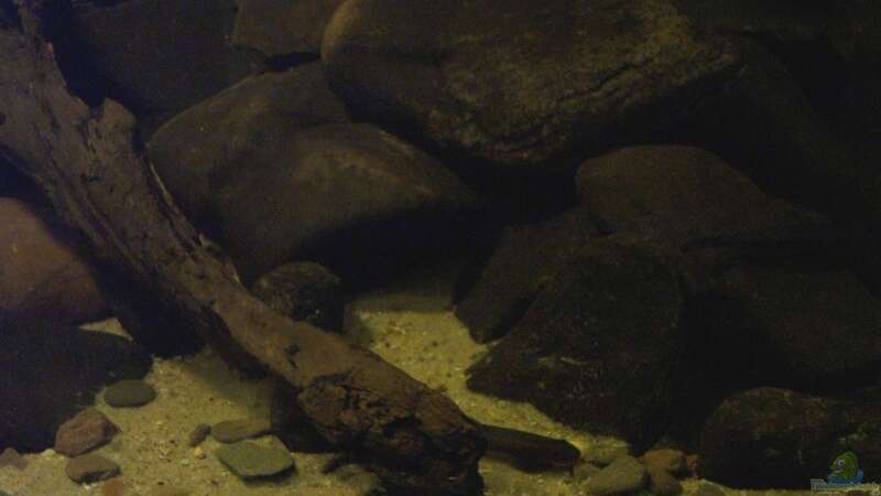 Dekoration im Aquarium Kongo-Stromschnellen-Biotop / nur noch Beispiel von Misanthrop (3)
