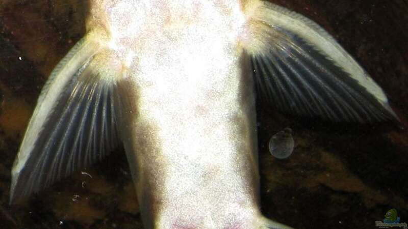 Synodontis brichardi im Aquarium halten (Einrichtungsbeispiele für Brichards Fiederbartwels)