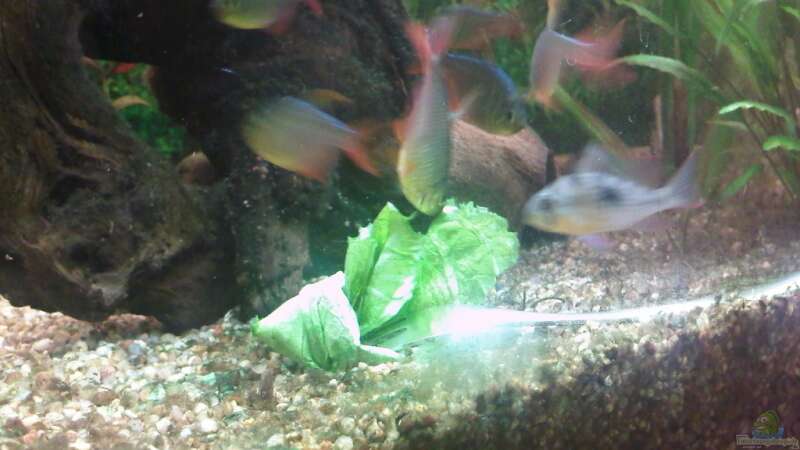 Piranhas machen sich über den Salat her... von puschel78 (13)