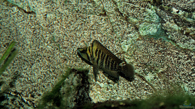 Besatz im Aquarium Tanganjika von Thimo Schneider (29)