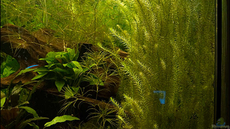 Pflanzen im Aquarium Deltabecken von Olli (2)