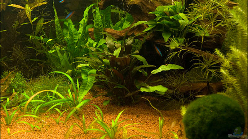 Pflanzen im Aquarium Deltabecken von Olli (3)