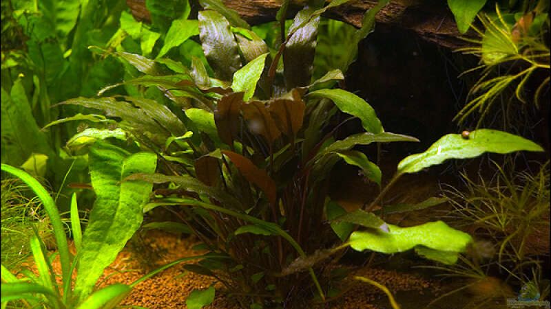 Pflanzen im Aquarium Deltabecken von Olli (4)