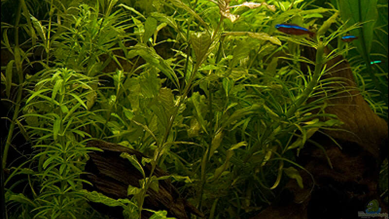 Pflanzen im Aquarium Deltabecken von Olli (5)