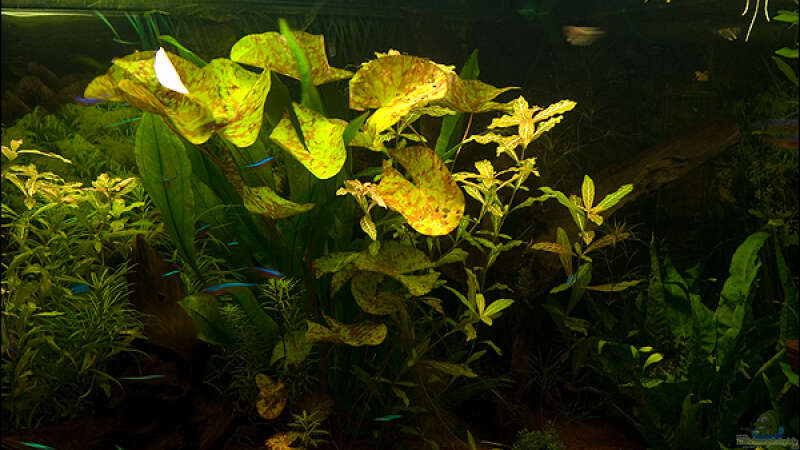 Pflanzen im Aquarium Deltabecken von Olli (6)
