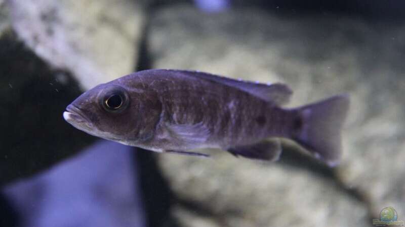 0.1 Scianechromis fryeri von Michael Reiz (51)