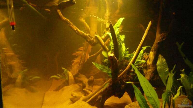 Aquarium Amazonas Aufzucht (aufgelöst) von Zigermandli (3)