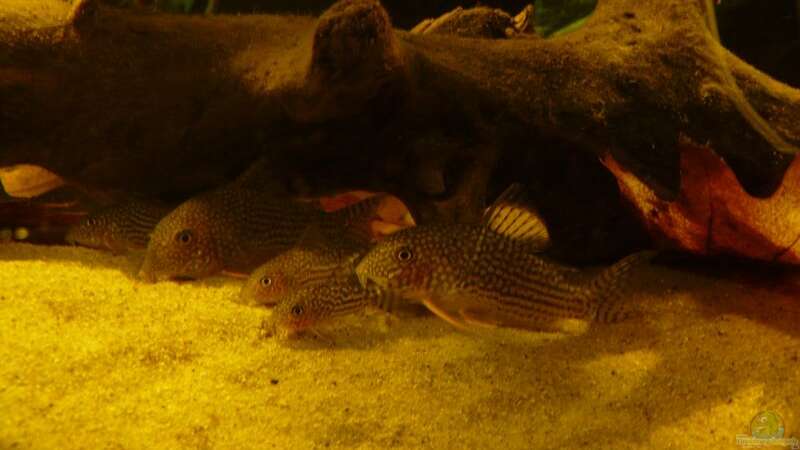 Besatz im Aquarium Amazonas Aufzucht (aufgelöst) von Zigermandli (17)