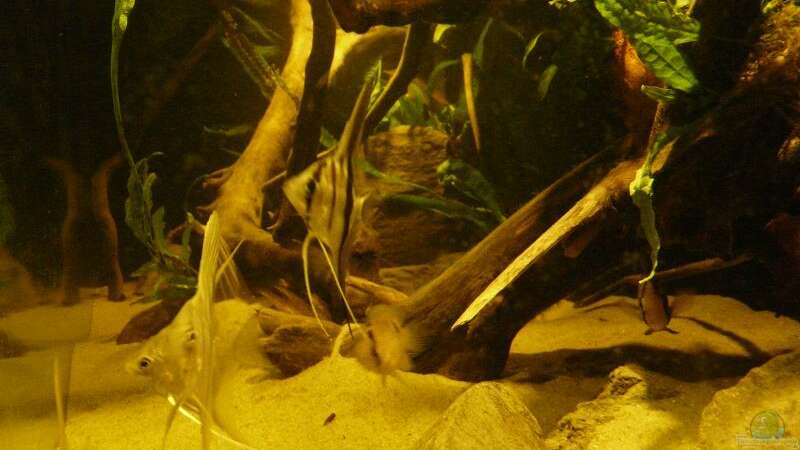 Besatz im Aquarium Amazonas Aufzucht (aufgelöst) von Zigermandli (19)