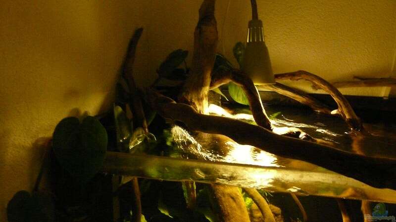 Pflanzen im Aquarium Amazonas Aufzucht (aufgelöst) von Zigermandli (7)