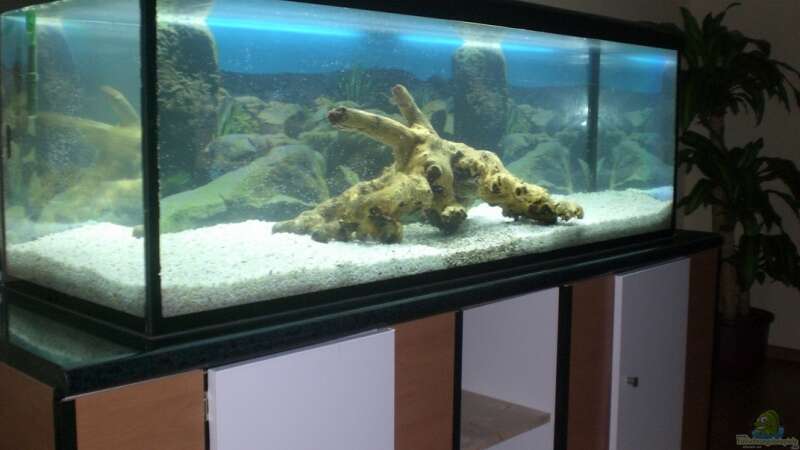 Aquarium Blaupunkt und Sajica von Bastian & Sandra (5)