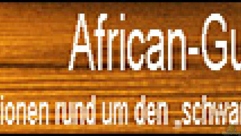 Die Webseite ( www.african-guru.de ), zum Thema Afrika und die Unterwasserwelten!! von Florian Bandhauer (2)