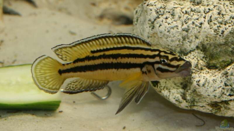 Julidochromis auratus Weibchen von Big-Brother (9)