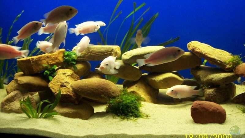 Besatz im Aquarium Becken 14859 von jens70 (7)