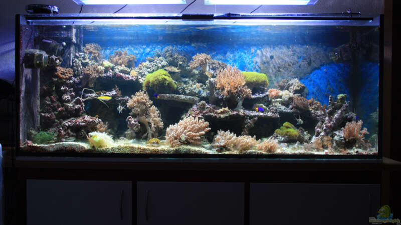 Aquarium Hauptansicht von Mein kleines Riff von Meik Krahlheer (1)