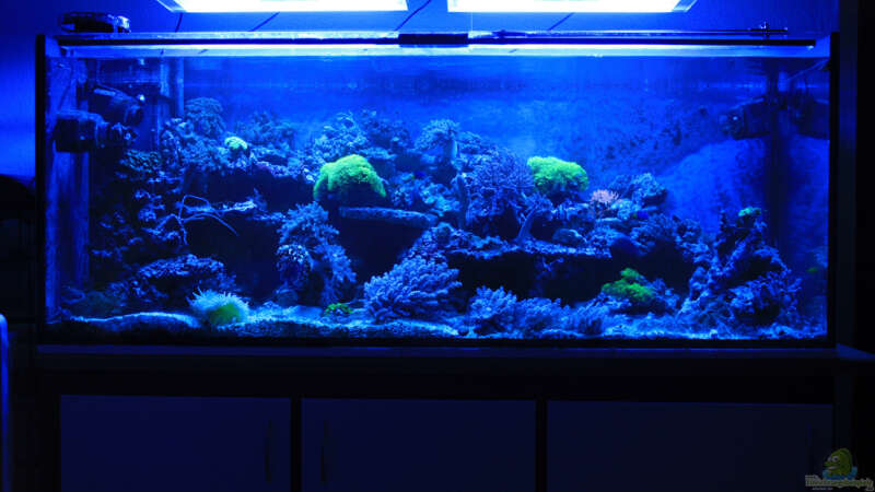 Aquarium Mein kleines Riff von Meik Krahlheer (2)
