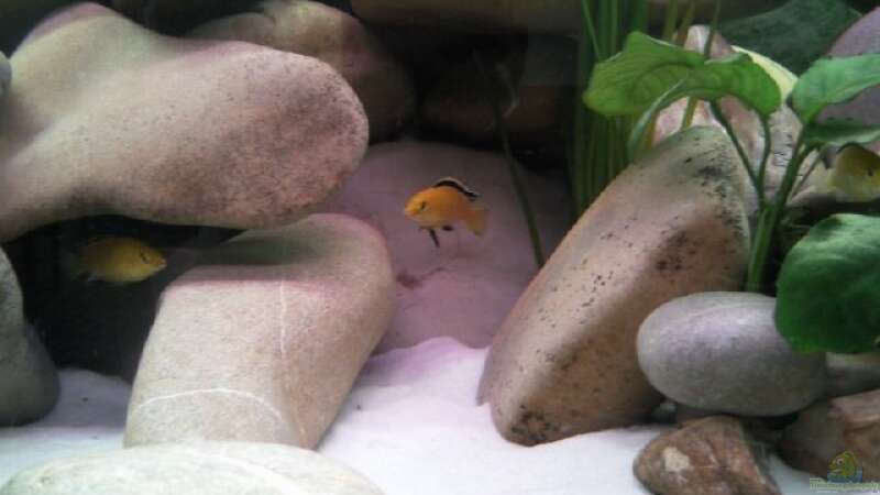 Labidochromis(Yellow) von Michael 123 (14)
