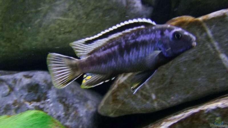 melanochromis johanni bock von wadde (48)