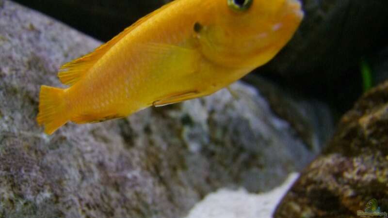 melanochromis johanni weib von wadde (54)