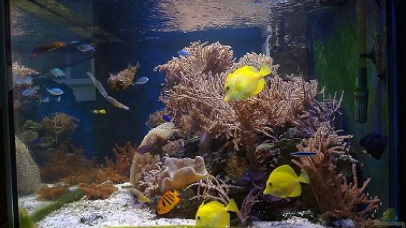 Aquarium Meerwasseraquarium von Jens Just (4)
