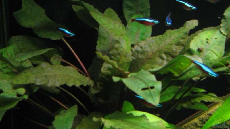 Pflanzen im Aquarium Nelchen - Mischbecken von gestresster (Sven) (7)