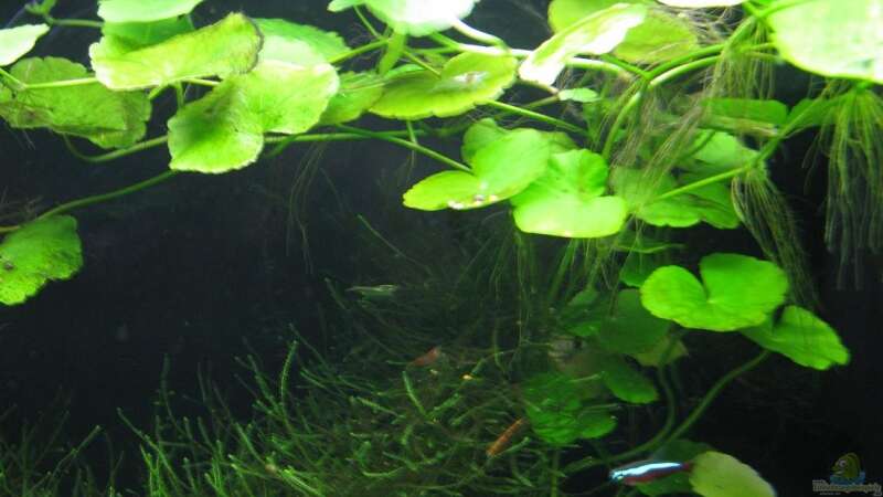 Pflanzen im Aquarium Nelchen - Mischbecken von gestresster (Sven) (8)