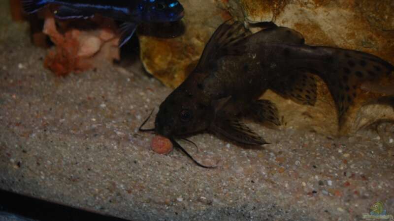 Besatz im Aquarium Juwel mit schwarzem Unterschrank von Michael Schulz (15)